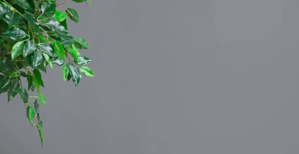 Ficus tree leaves over grey background, copy space — Stock Image Ficus tree leaves over grey background, copy space Royalty Free Stock Images