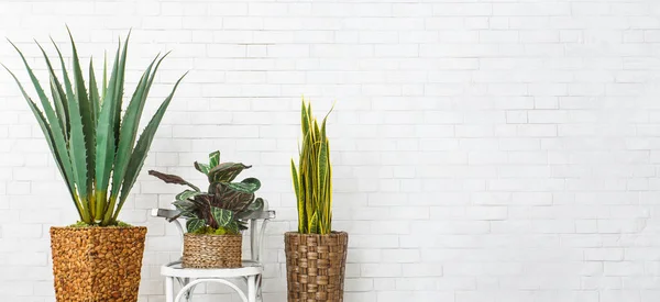 Las plantas domésticas y la silla sobre la pared de ladrillo — Foto de Stock