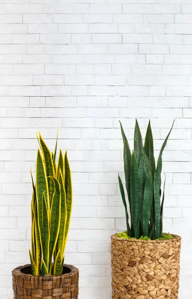 Два горщики з домашніми рослинами — стокове фото