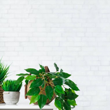 Beyaz ve yeşil kavramı