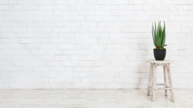 Beyaz arka planda, kopya alanı tencerede agav