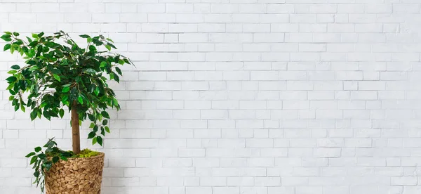 Home gardening concept — Stock Image Home gardening concept Royalty Free Stock Photos