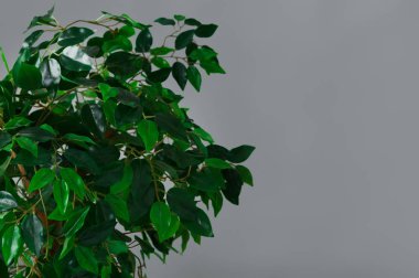 Ficus ağaç krone, kopya alanı