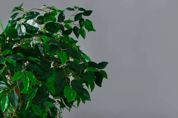 Ficus tree krone, copy space — Stock Image Ficus tree krone, copy space Stock Image
