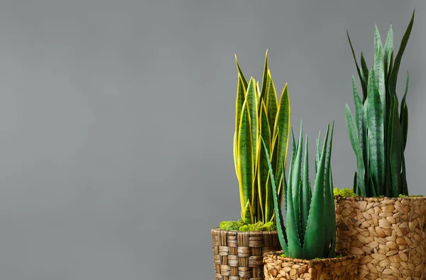 Home plants store concept — Stock Photo, Image