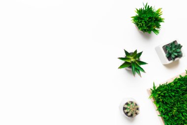 Dekoratif tencere beyaz arka plan üzerinde bitkilerde