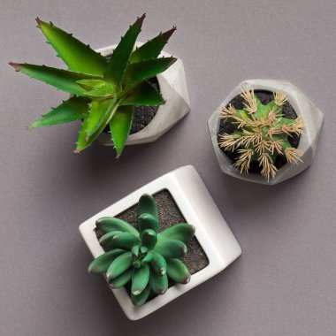 Tencere gri masada dekoratif etli bitkiler