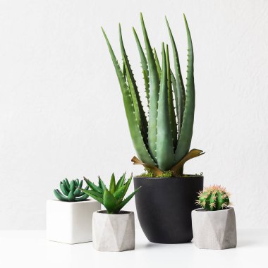 Aloe vera ve beyaz duvar üzerinde tencere etli bitkiler