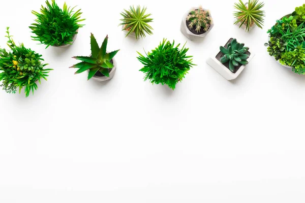 Various decorative plants in pots on white background — Stock Photo, Image