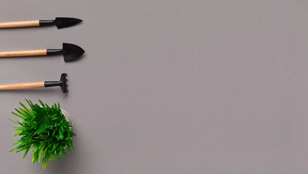 Rostlin a mini nástroje na šedém pozadí s prázdné místo — Stock fotografie