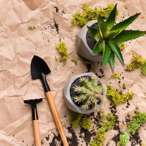 Tiny gardening tools and succulents, top view — Stock Photo, Image