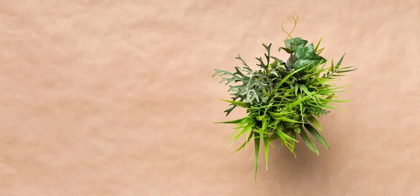Mini dekorativní rostlina v hrnci na kraftový papír — Stock fotografie