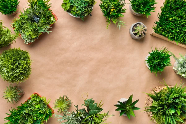 Çerçeve tencere Kraft kağıt üzerinde çeşitli dekoratif bitkilerin — Stok fotoğraf