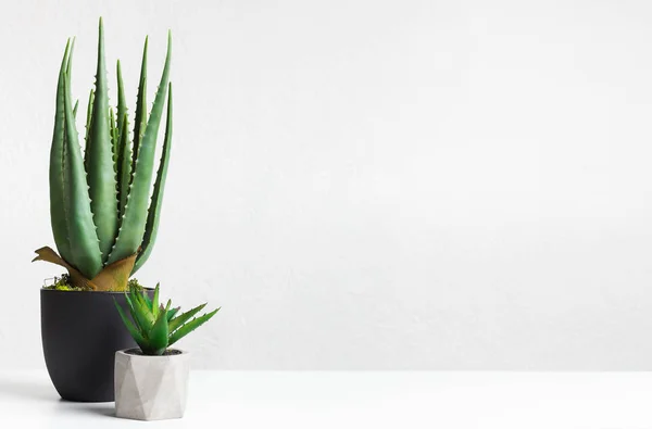 Aloe vera e mini planta suculenta em vasos sobre parede leve — Fotografia de Stock