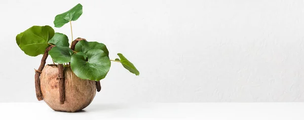 Декоративное зеленое растение в необычном горшке на светлом фоне — стоковое фото