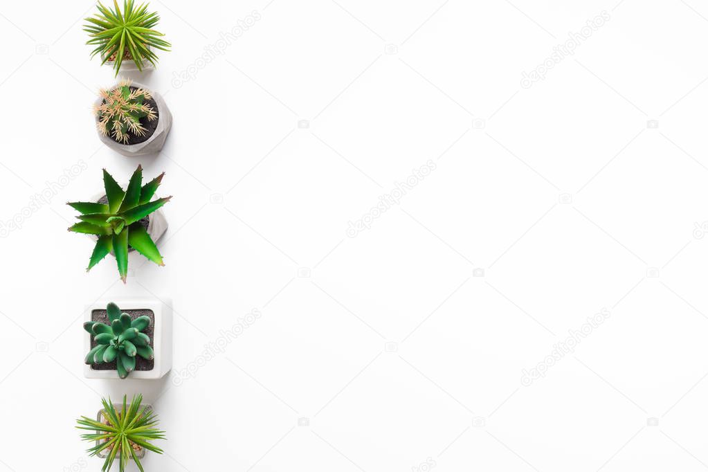 Mini succulents in pots isolated on white background