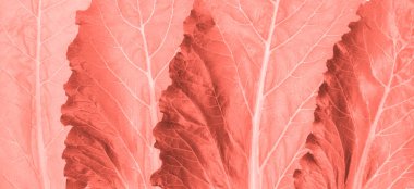 Yaratıcı arka plan kavramı