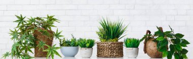Pot çiçekler hobi kavramı