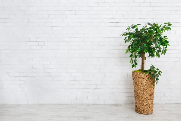 Ficus albero in vaso — Foto Stock