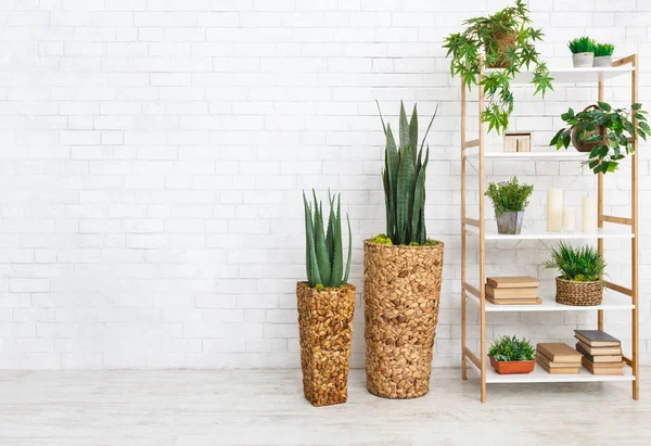 Decorative rack with house plants and books — Stock Photo, Image