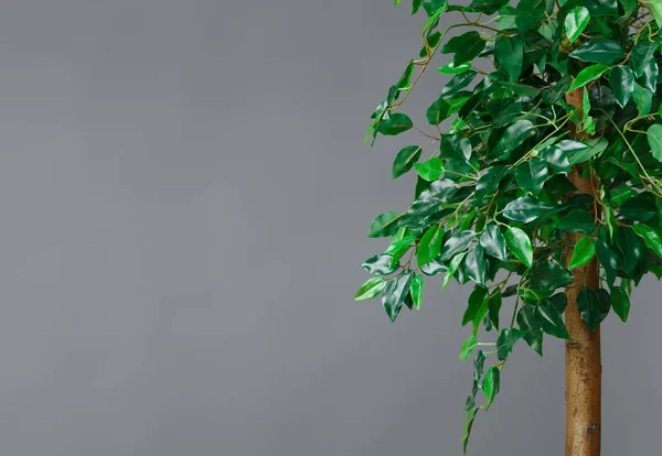 Plants in interior concept, copy space — Stock Image Plants in interior concept, copy space Royalty Free Stock Photos