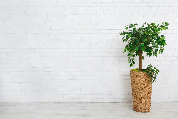 Ficus tree in pot — Stock Image Ficus tree in pot Stock Photo