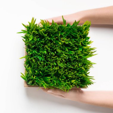 Yeşil çim kare tencereye holding eller