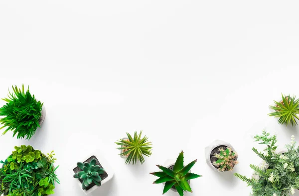 Сочные растения в горшках на белом фоне — стоковое фото