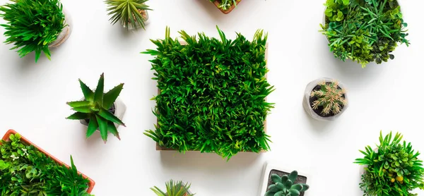 Artificial evergreen plants in various pots, top view — Stock Photo, Image