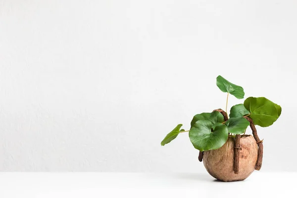 Planta verde en maceta inusual sobre fondo claro — Foto de Stock