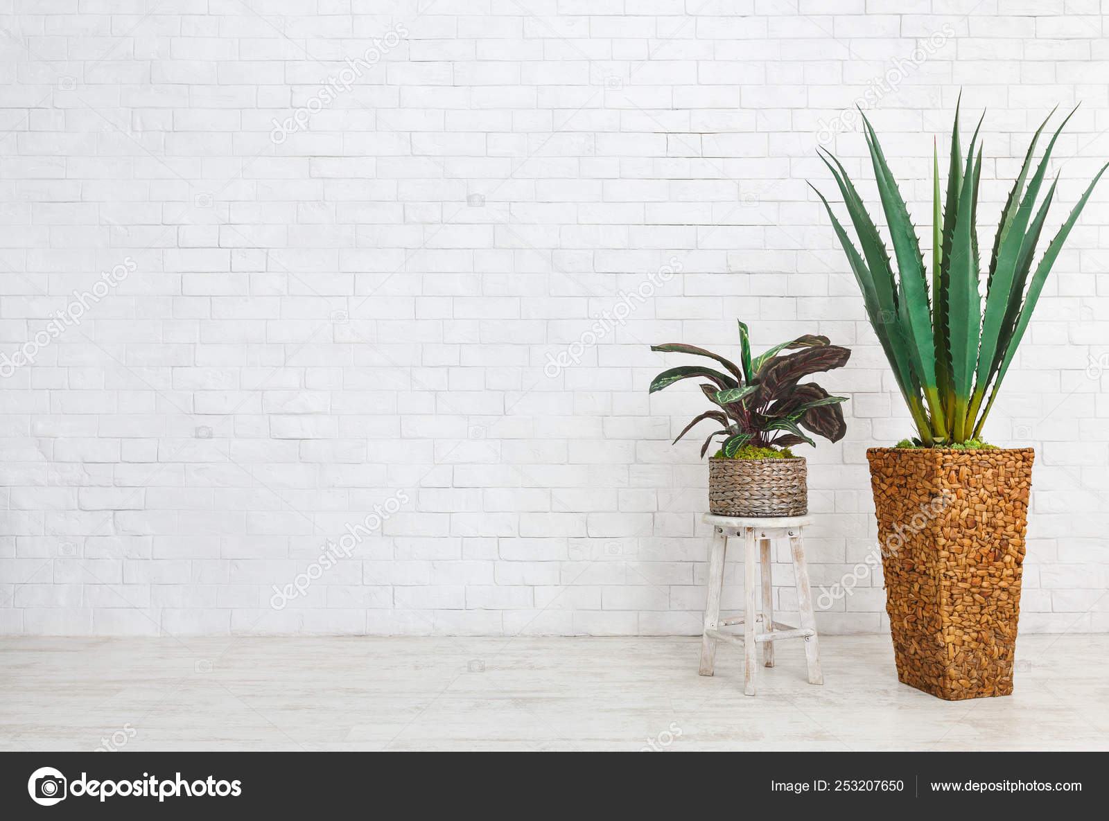 Home Plants Composition On White Background Copy Space Stock Photo Image By C Milkos