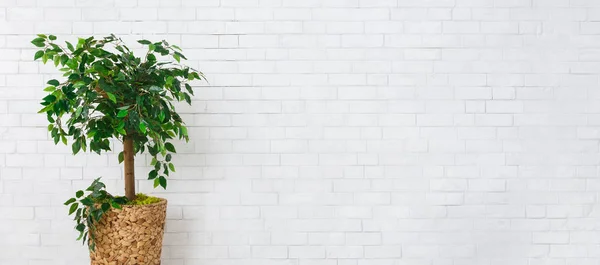 Home garden concept — Stock Image Home garden concept Stock Picture