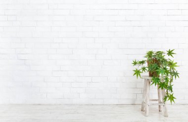 Dışkı üzerinde ev bitki