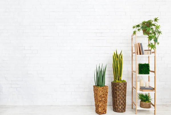 Estanterías con plantas de la casa, espacio de copia — Foto de Stock