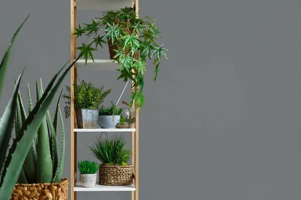 Stand with house plants — Stock Photo, Image