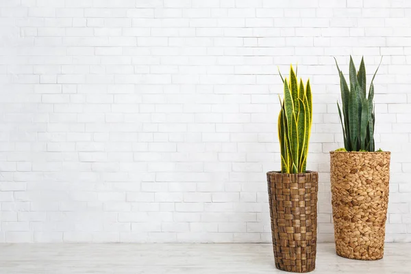 Two home plants in room — Stock Photo, Image