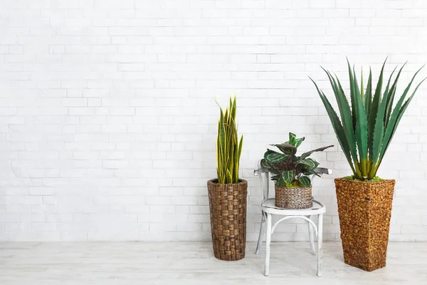 Composição de plantas de casa, espaço de cópia — Fotografia de Stock