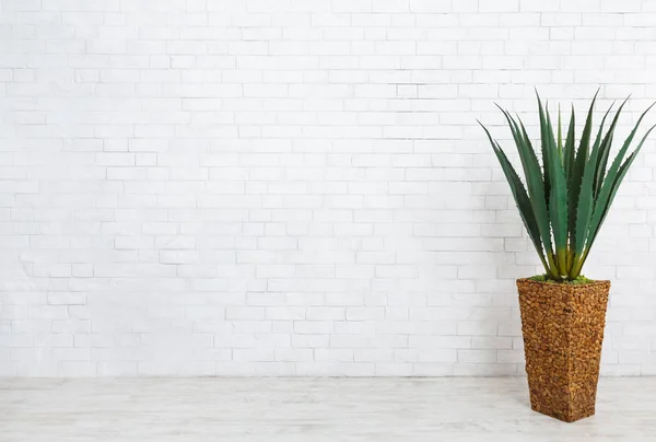 Cactus in vaso su fondo bianco — Foto Stock