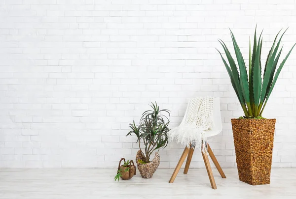 Accueil plantes et chaise sur fond blanc, espace de copie — Photo