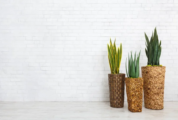 Três plantas da casa no quarto — Fotografia de Stock