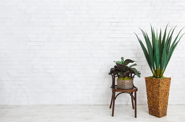 Huis planten samenstelling op witte achtergrond — Stockfoto