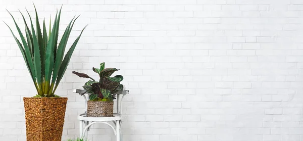 Exotische huis planten concept — Stockfoto