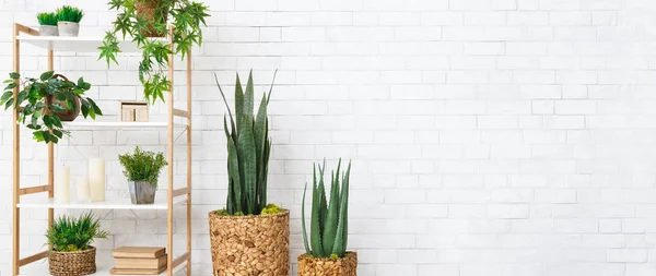 Decoratieve home planten concept — Stockfoto