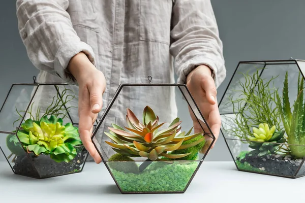 Florist showing florariums with succulent plants on table — Stock Photo, Image