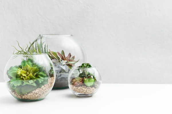Стеклянные вазы флорария с сочными растениями, копировальное пространство — стоковое фото