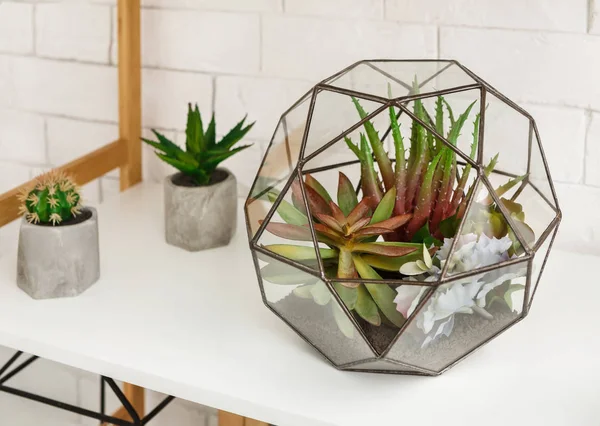 Floriário geométrico com plantas suculentas e pequenos cactos em vasos — Fotografia de Stock