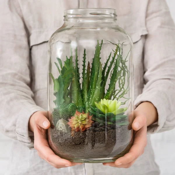 Florist holding jar with succulent plants, closeup — Stock Photo, Image