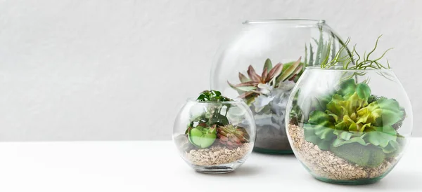 Суккулентные растения в вазах для флорария, копировальное пространство — стоковое фото
