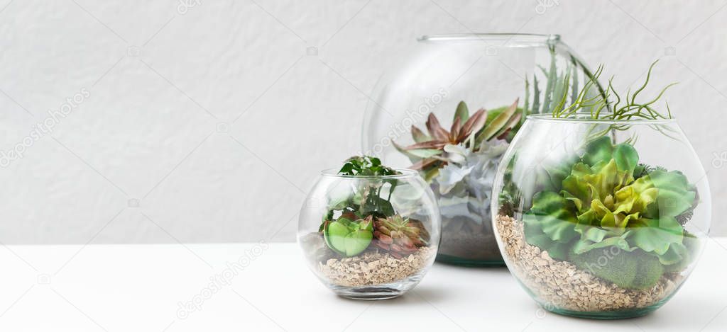 Succulent plants in florarium vases, copy space