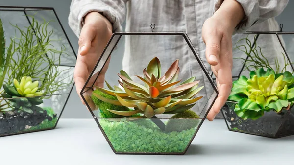 Florist putting florarium with succulent plants on table — Stock Photo, Image